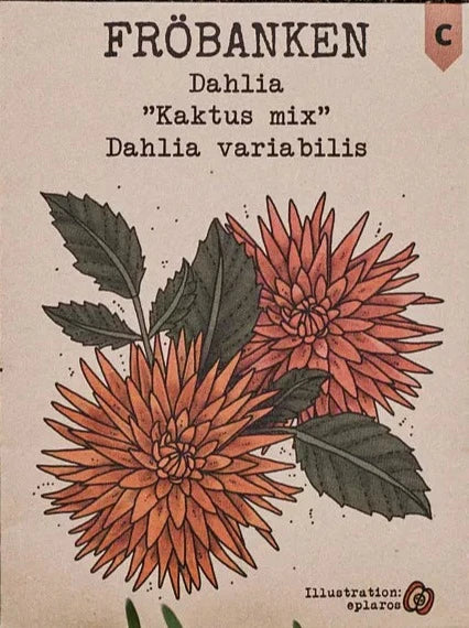 Dahlia