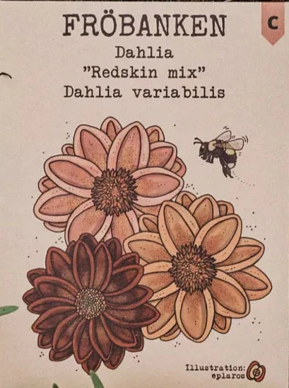 Dahlia