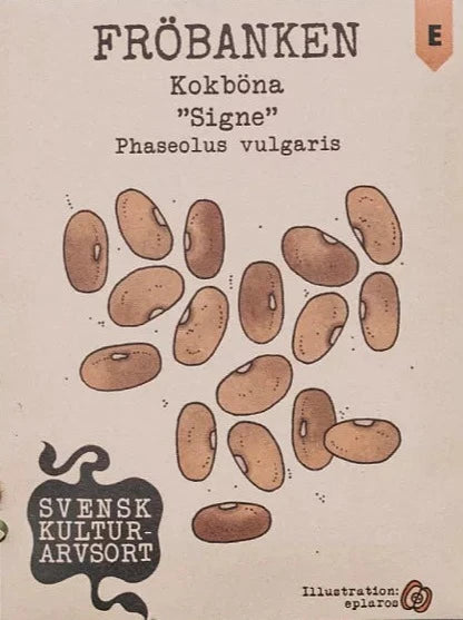 Kokböna