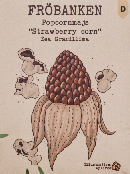 Popcornmajs