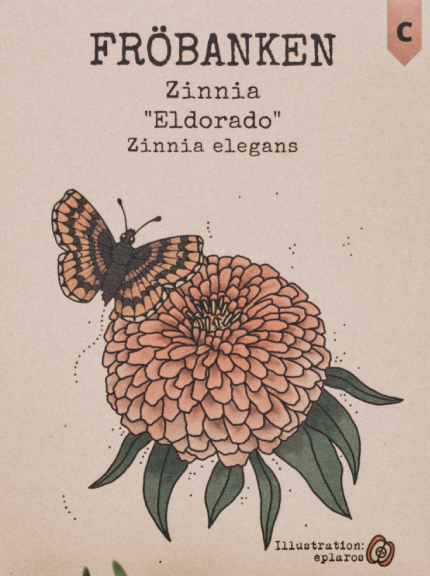 Zinnia