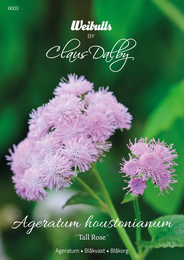 Ageratum