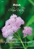 Ageratum