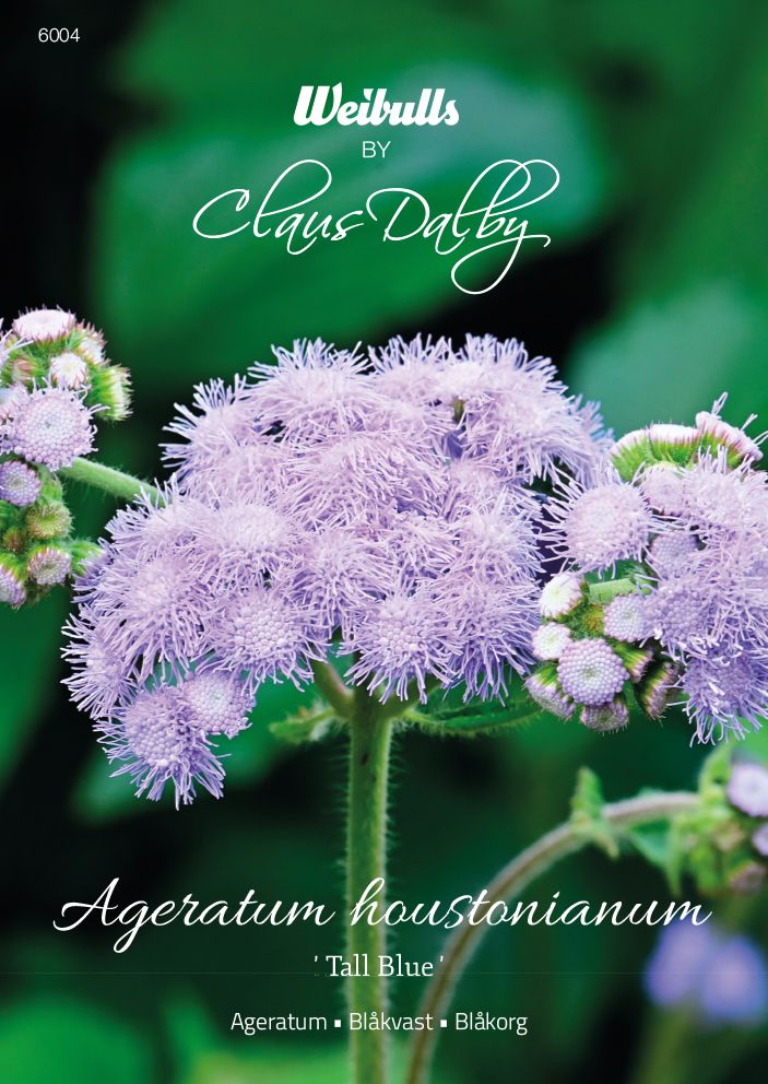Ageratum