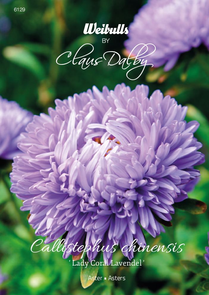 Aster