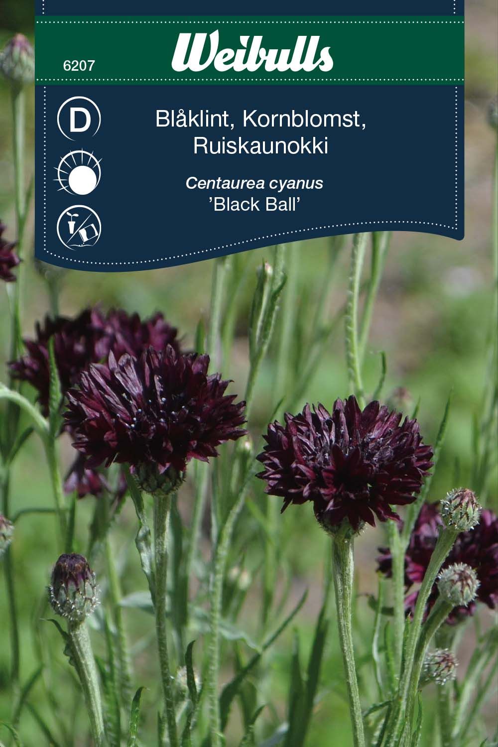 Blåklint