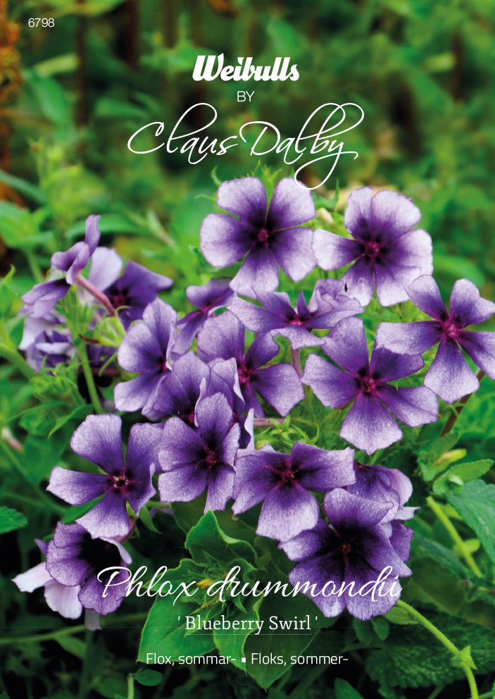 Flox, sommar-