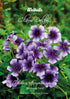 Flox, sommar-