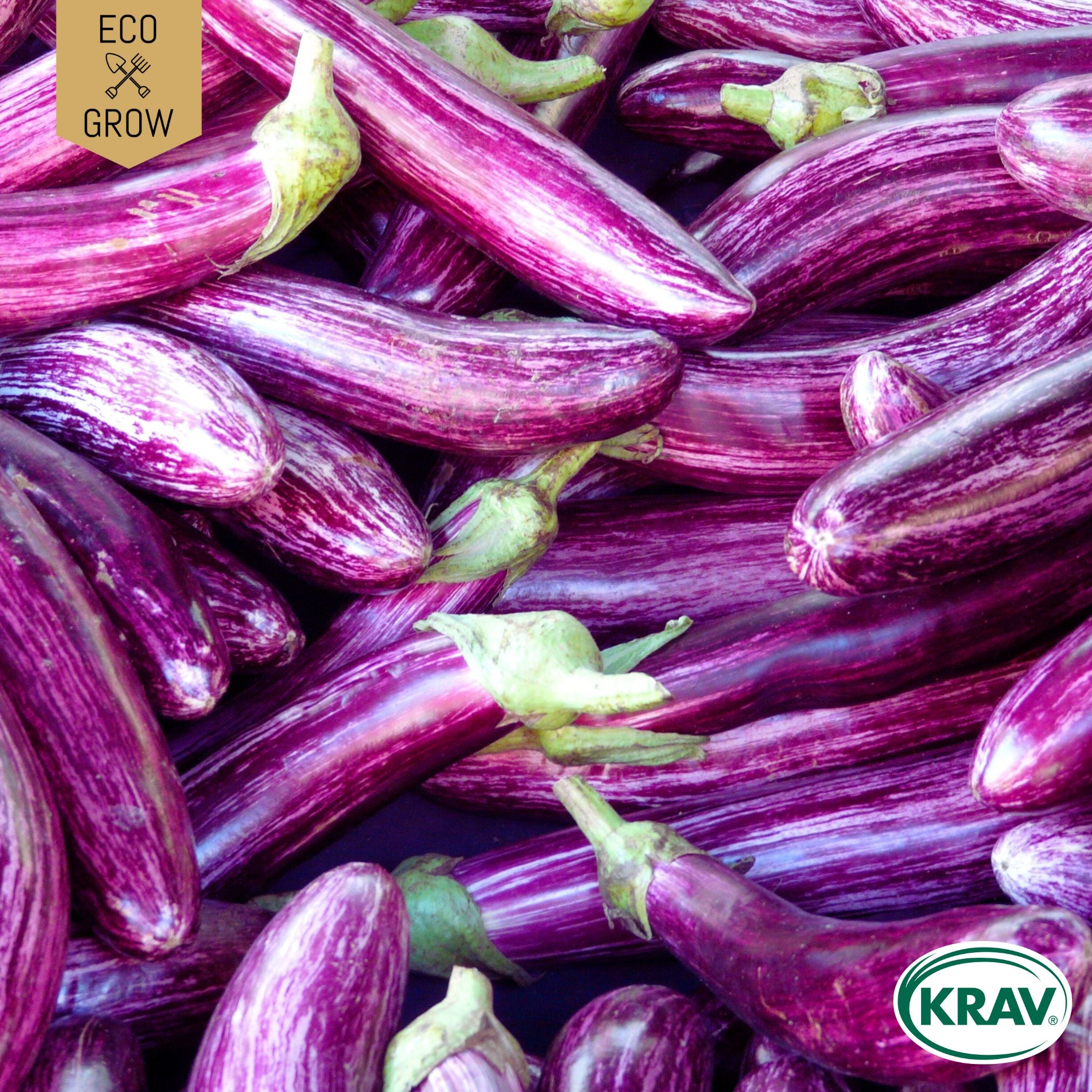 Aubergine