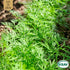 Dill