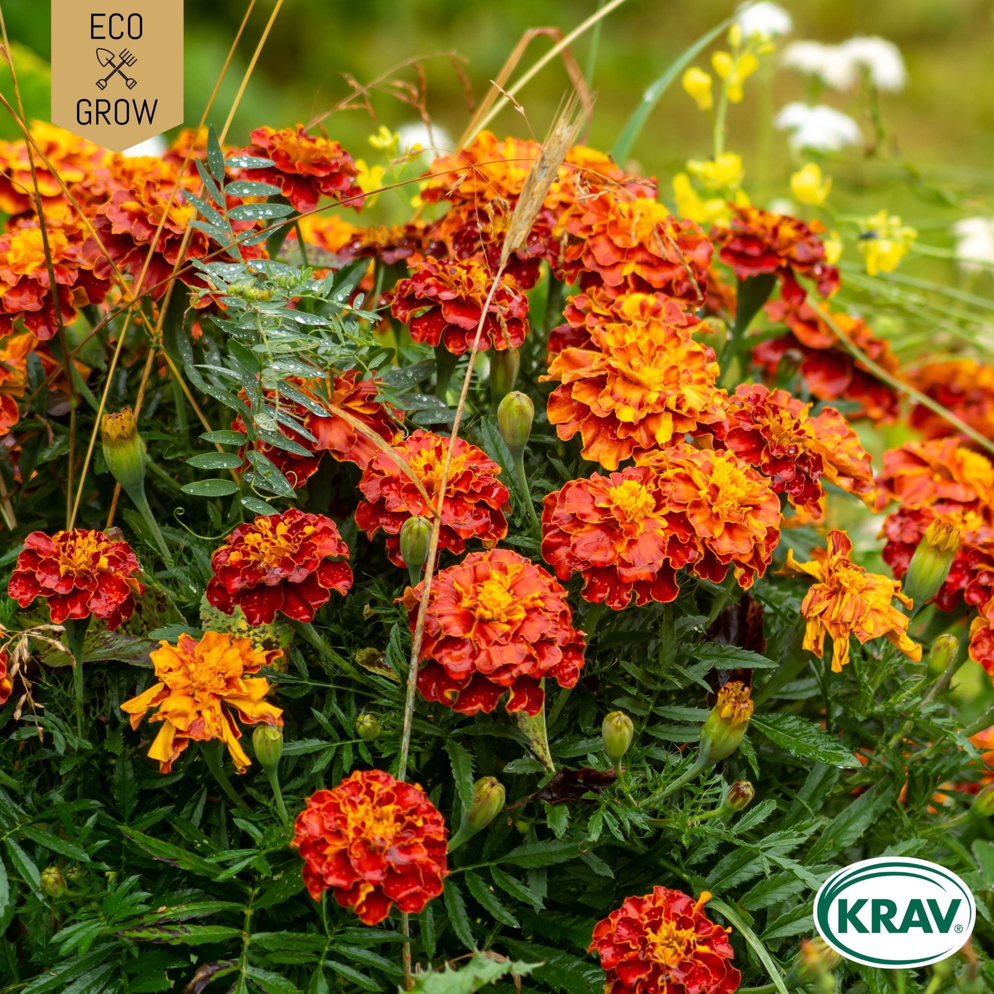 Tagetes
