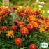 Tagetes