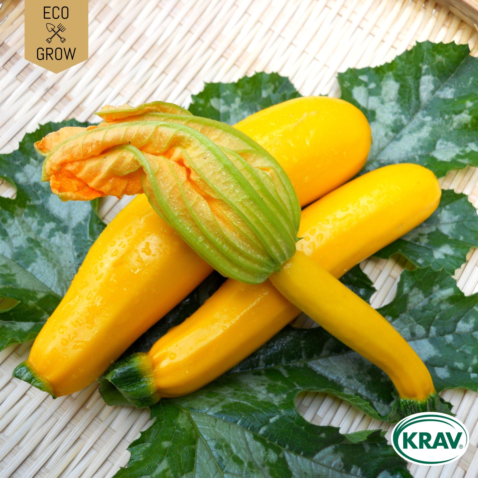 Sommarsquash