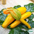 Sommarsquash