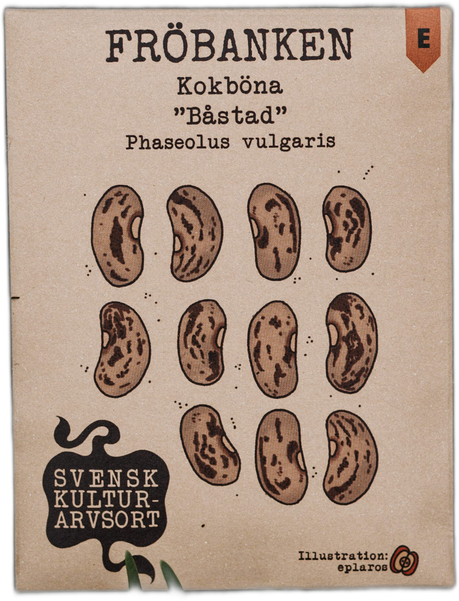Kokböna