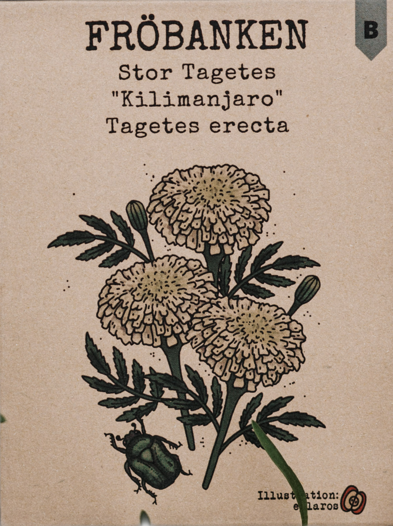 Stor tagetes