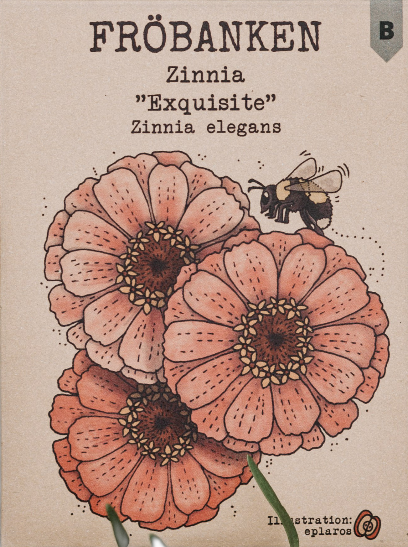 Zinnia