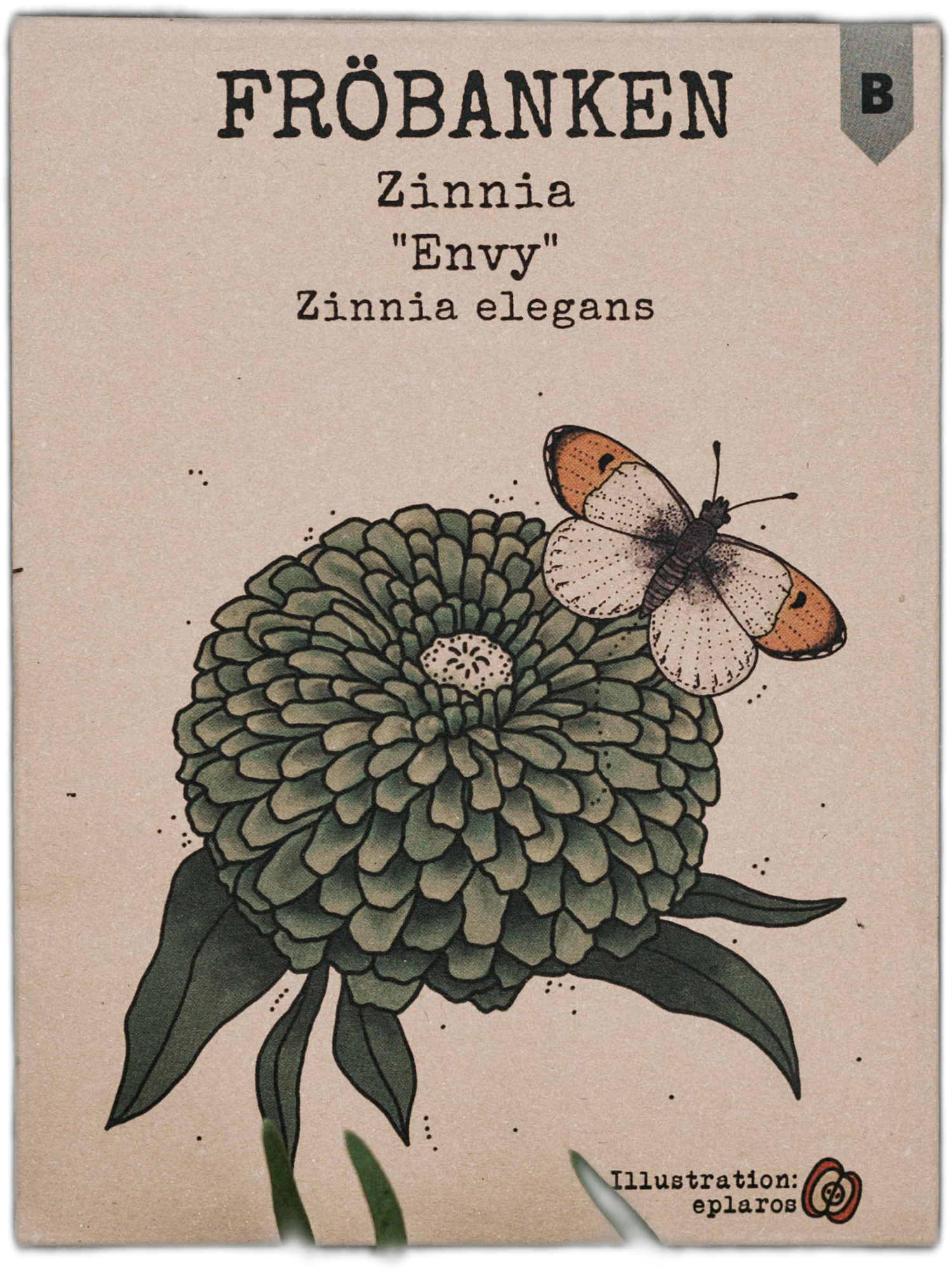 Zinnia