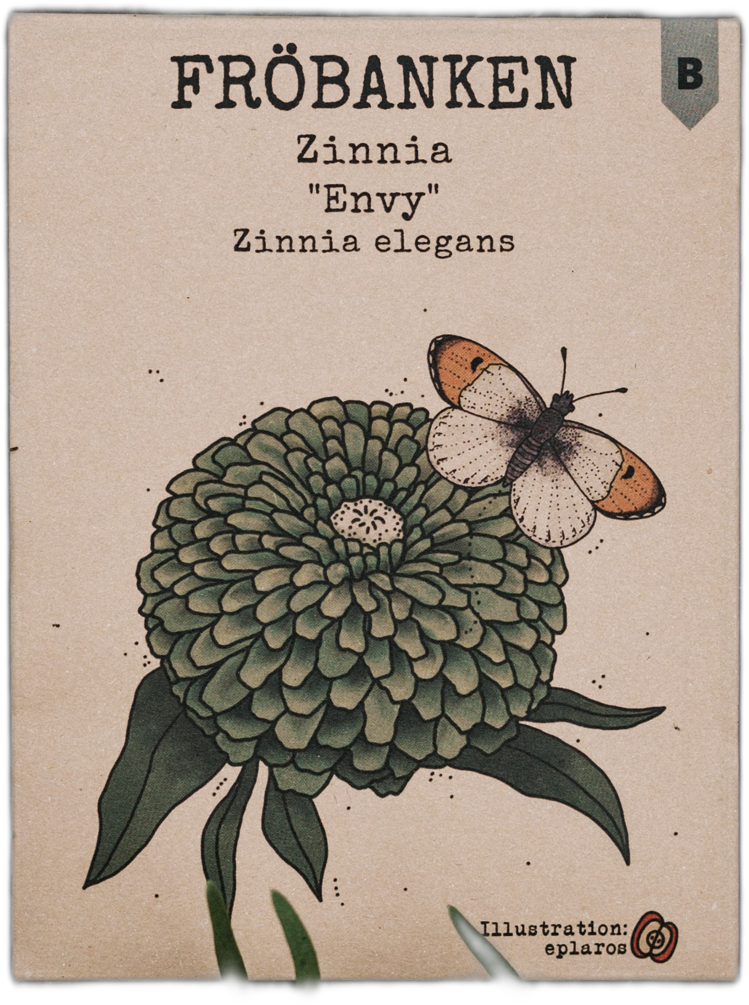 Zinnia