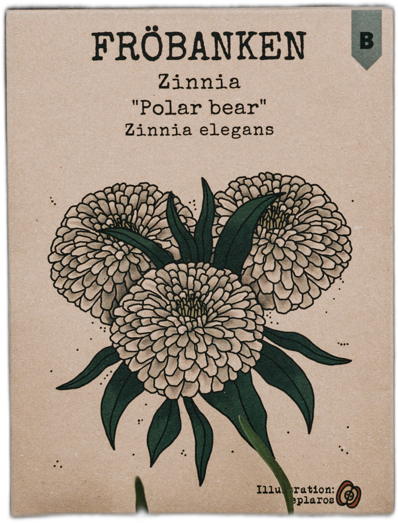 Zinnia