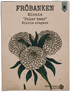 Zinnia