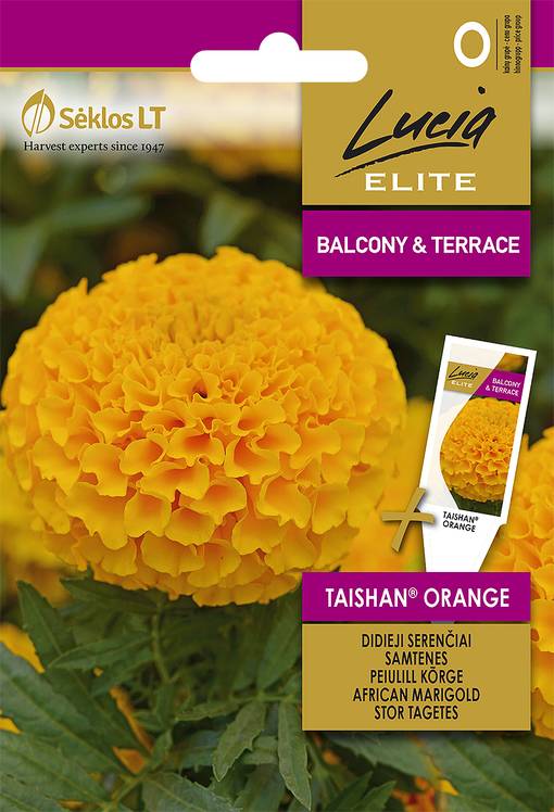 Tagetes