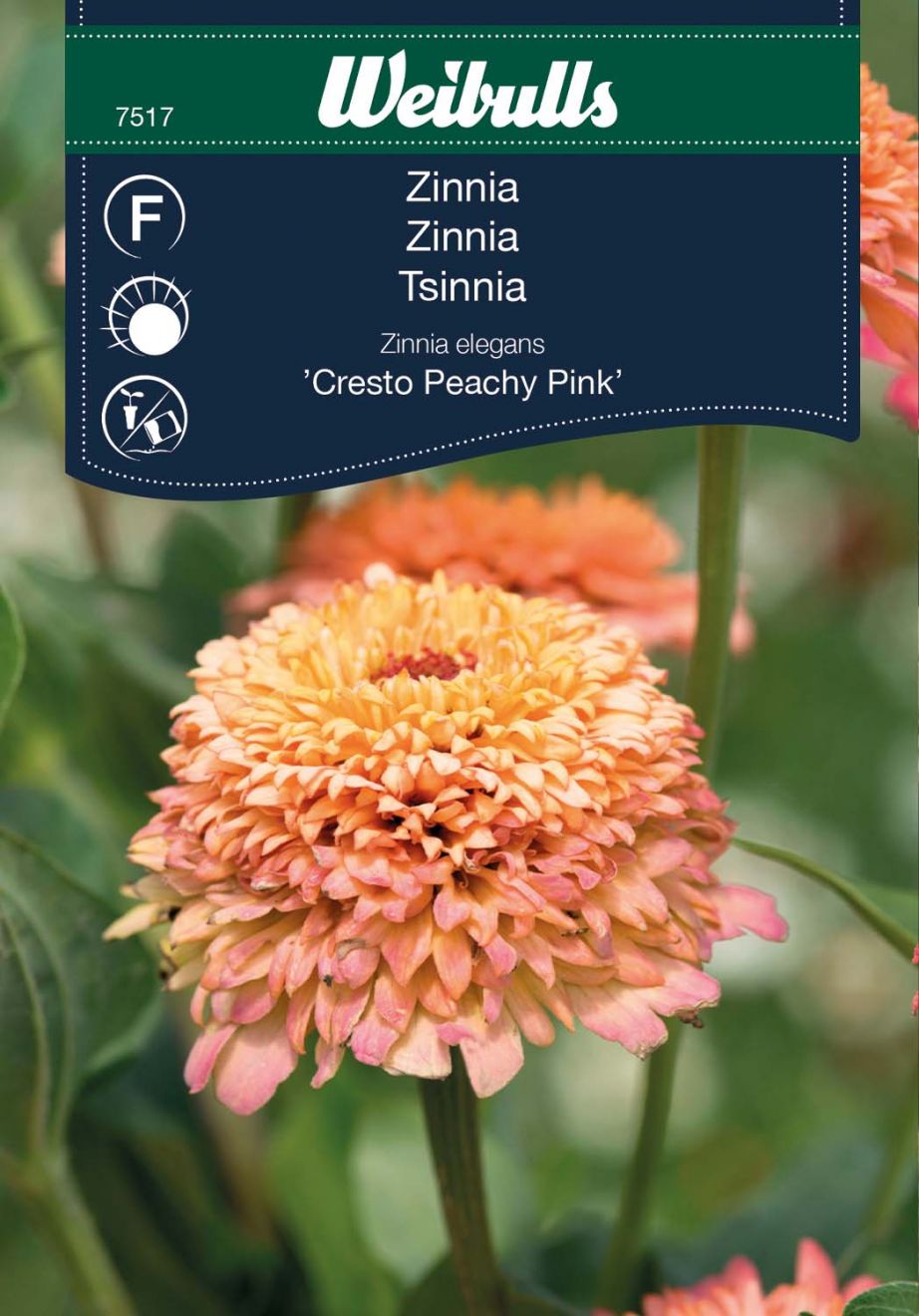 Zinnia
