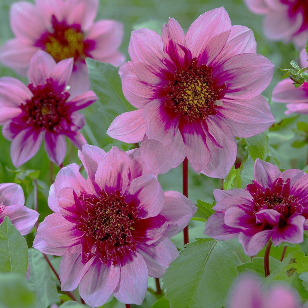 Anemondahlia
