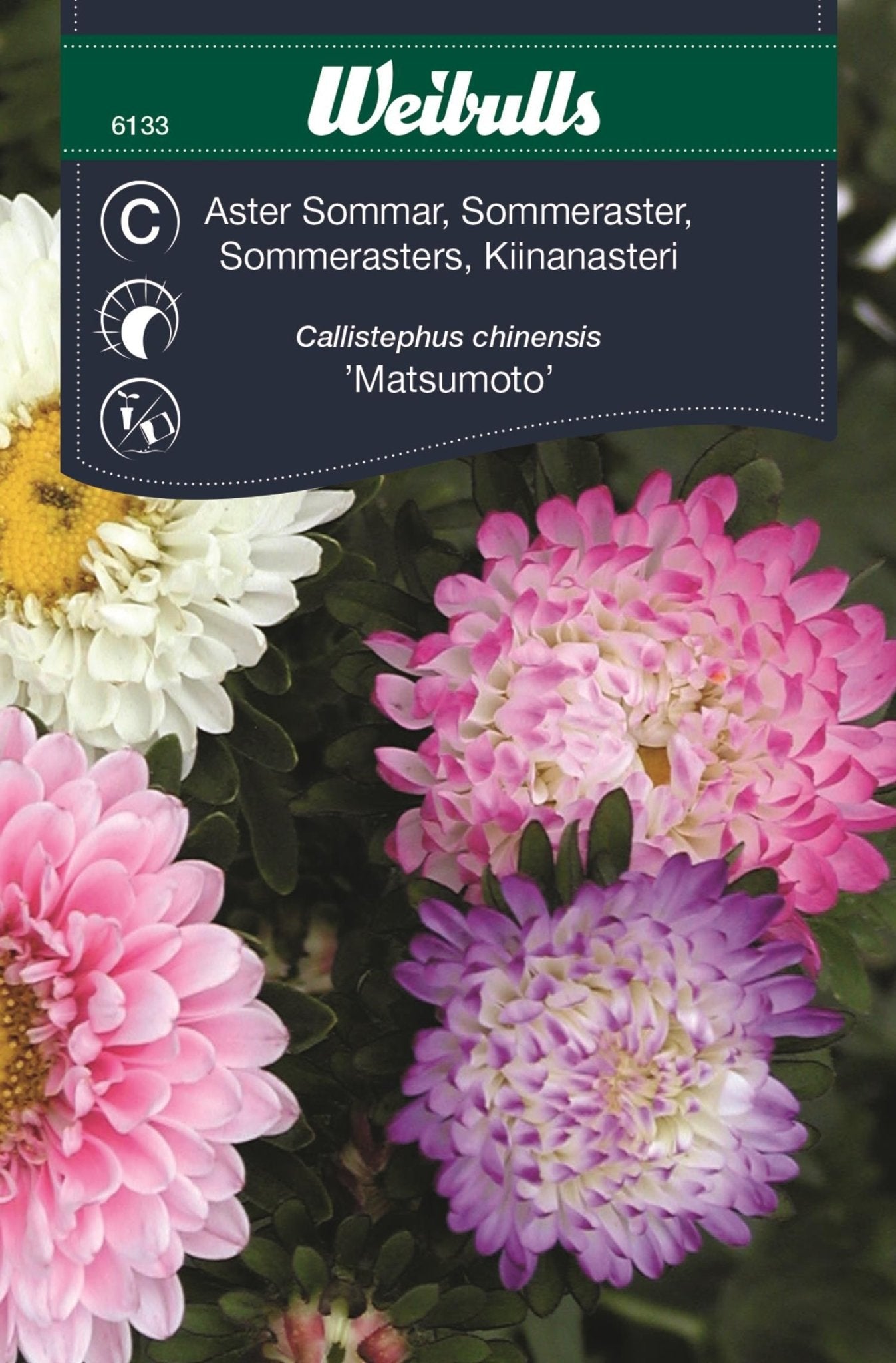 Aster pastell sommar