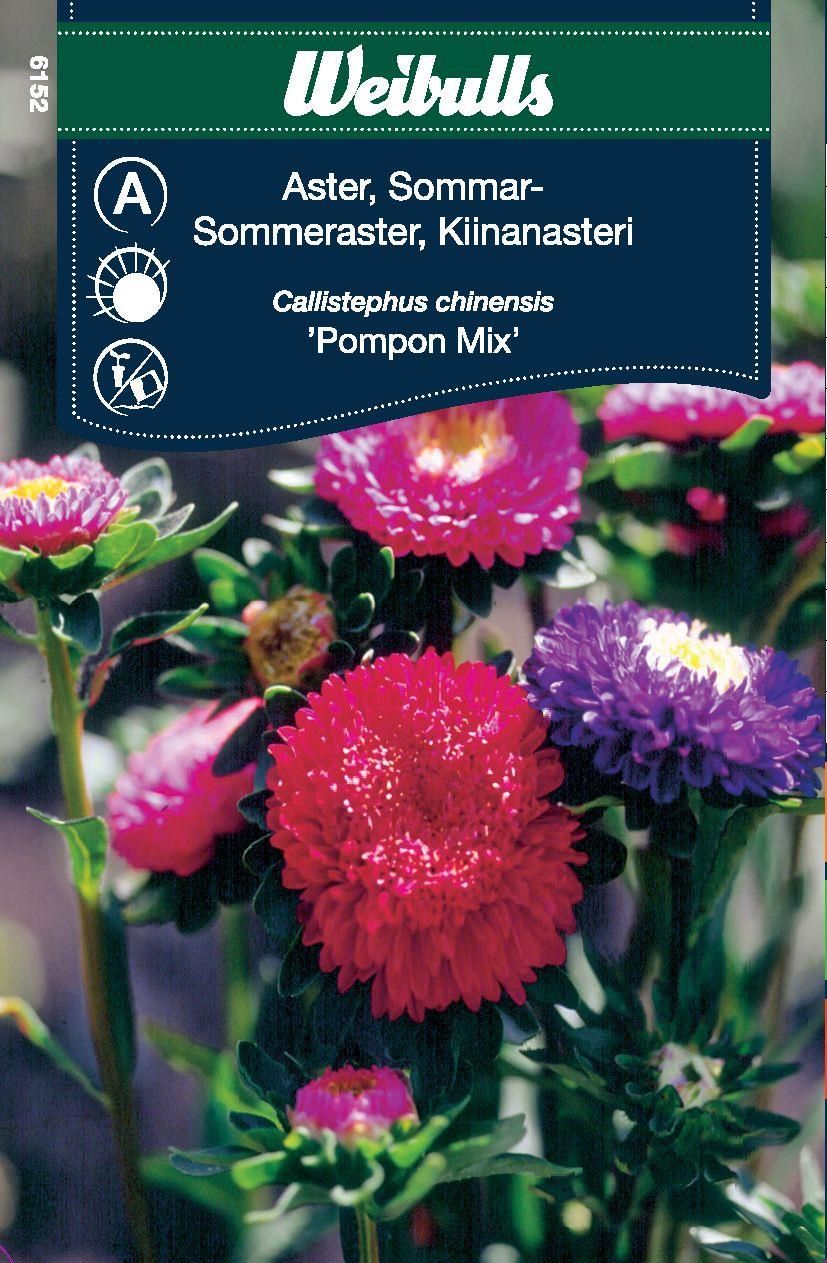 Aster pompon sommar