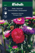 Aster pompon sommar