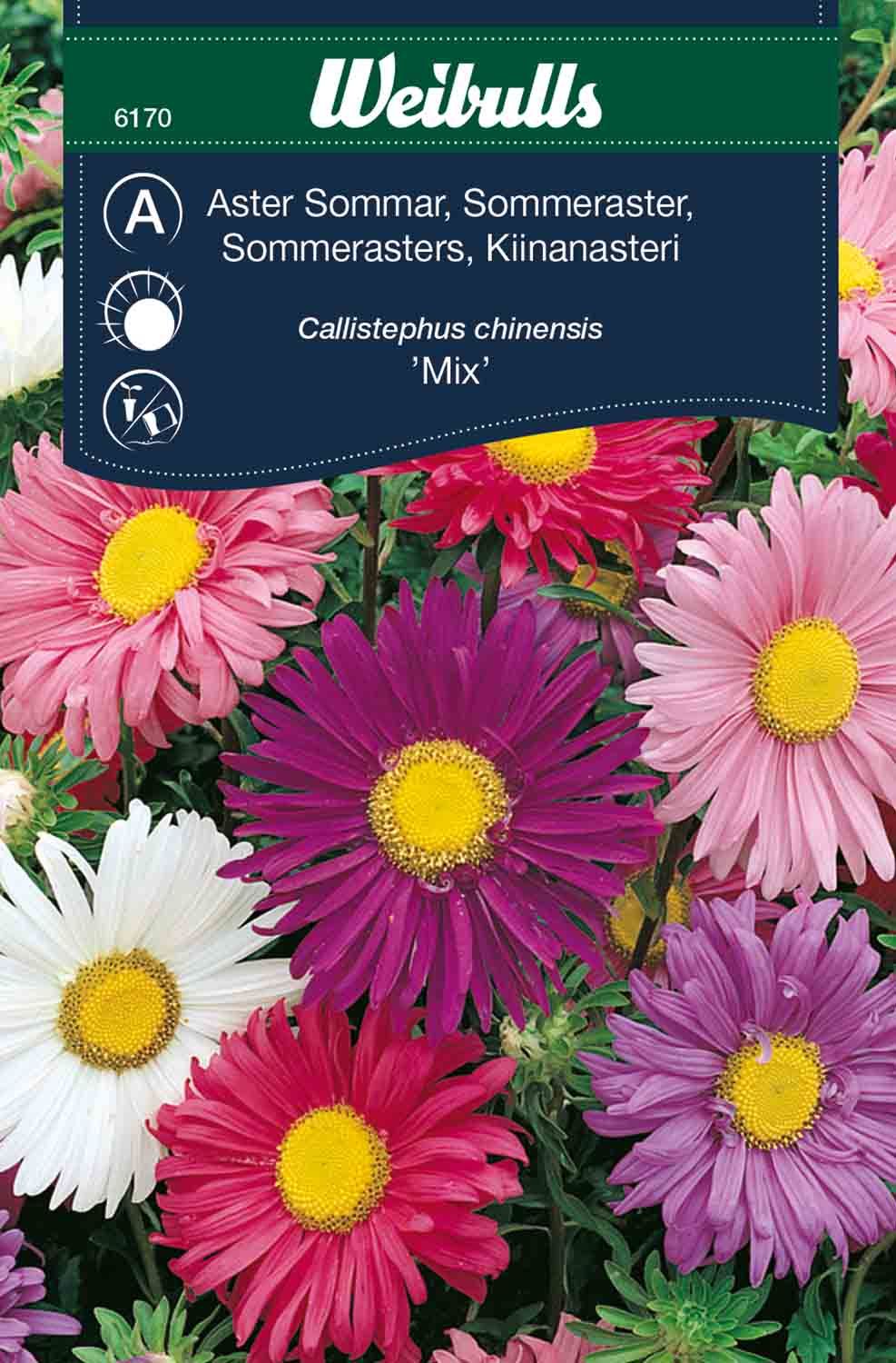 Aster, sommar enkelbl