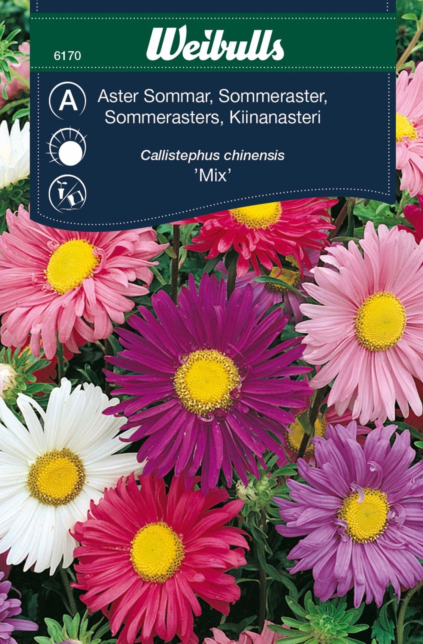 Aster, sommar enkelbl