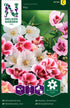 Atlasblomma