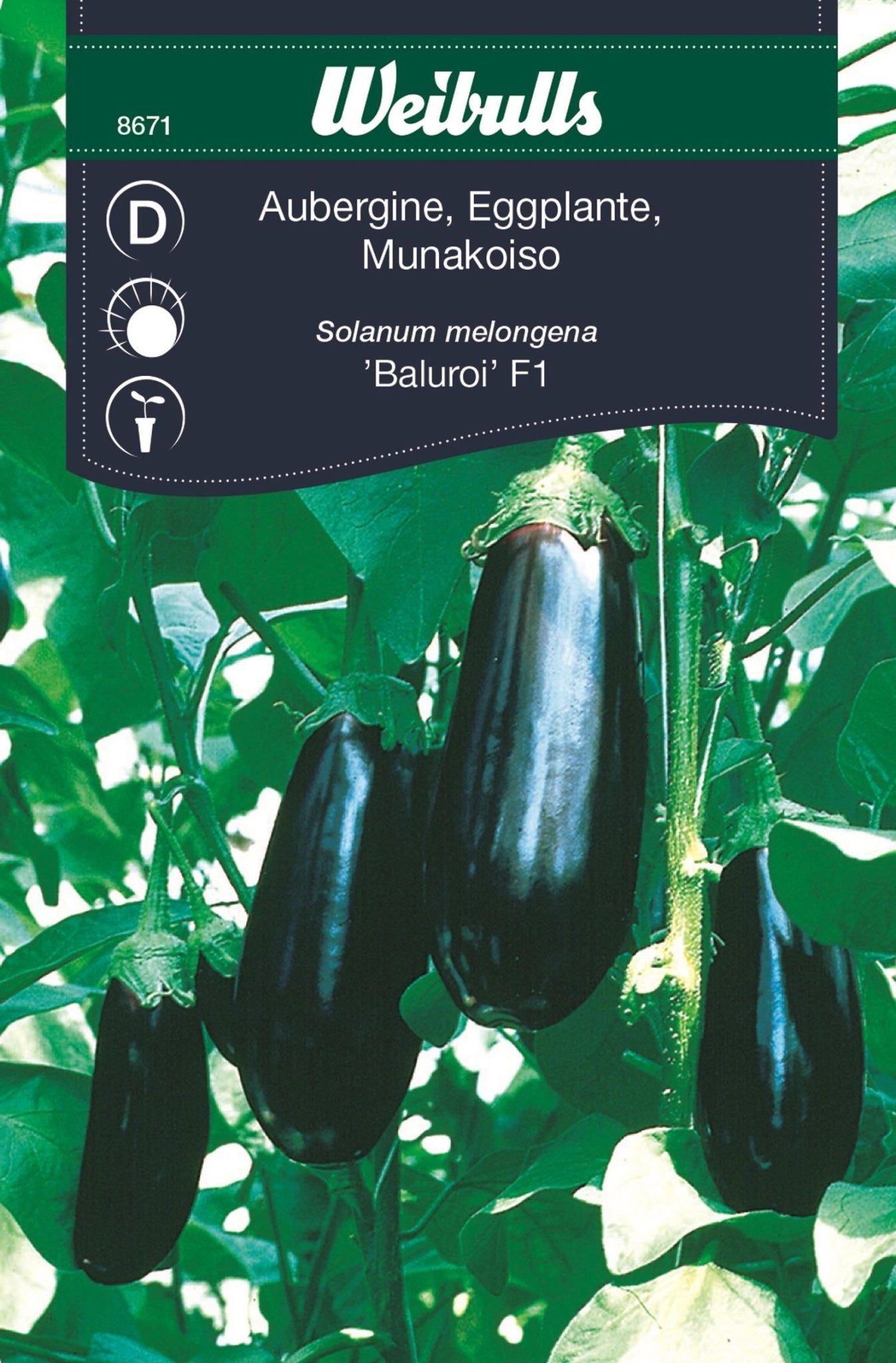 Aubergine