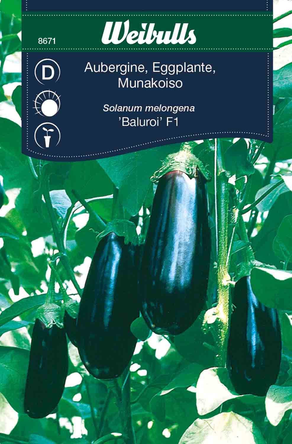 Aubergine