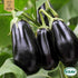 Aubergine