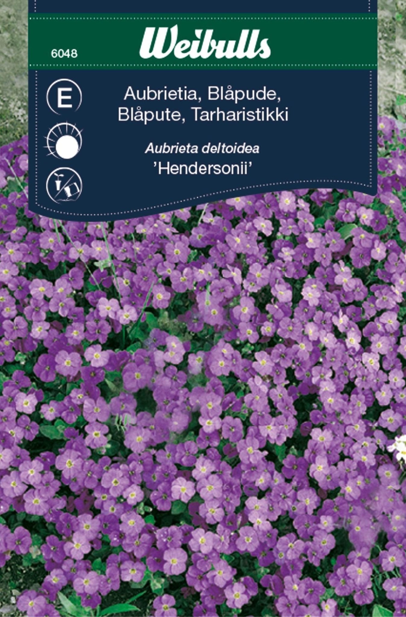 Aubrietia
