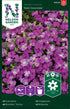 Aubrietia