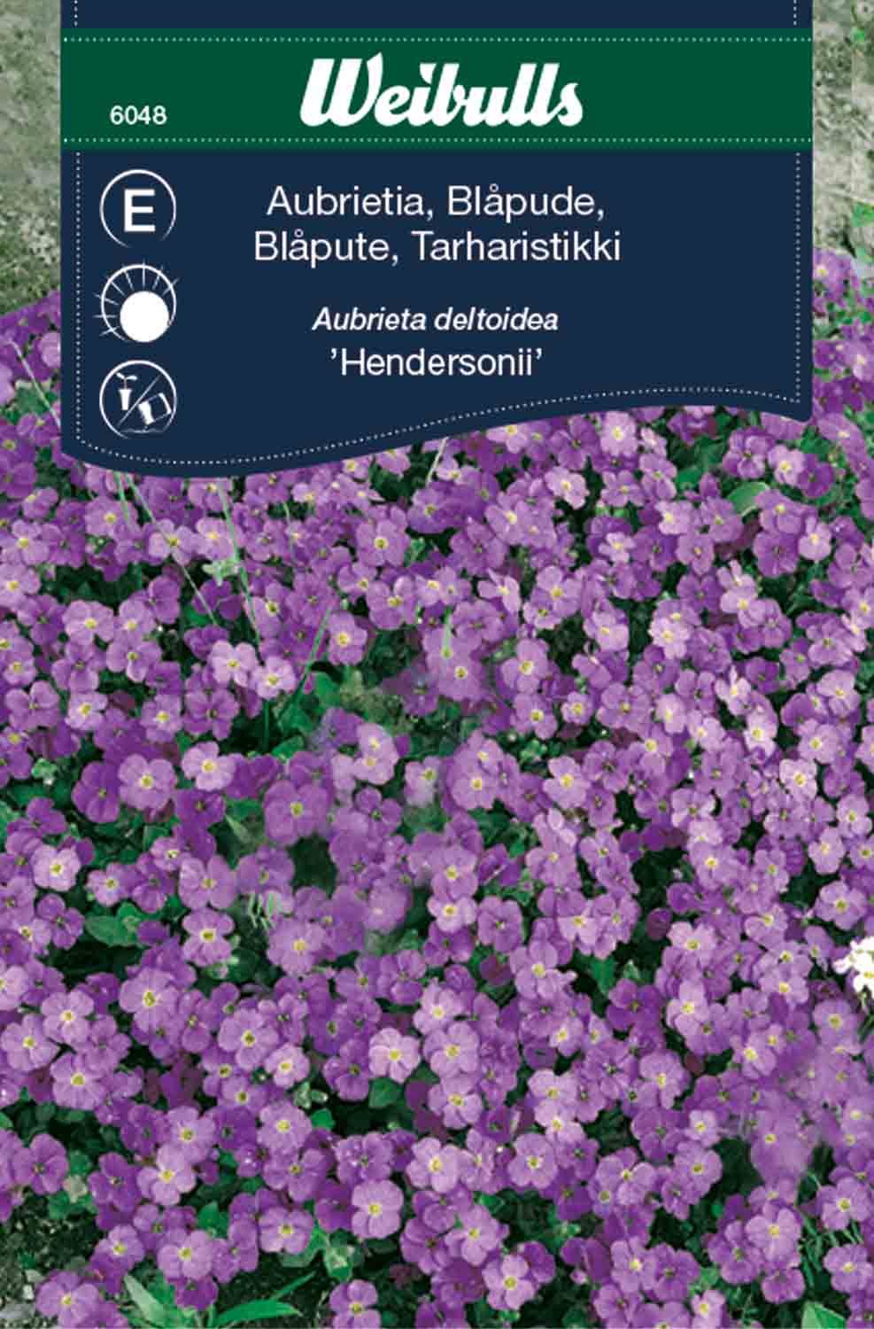 Aubrietia