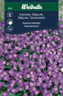 Aubrietia
