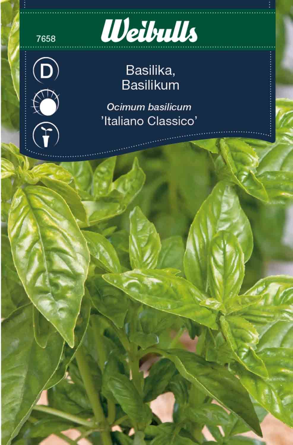 Basilika italiano classic medelhav