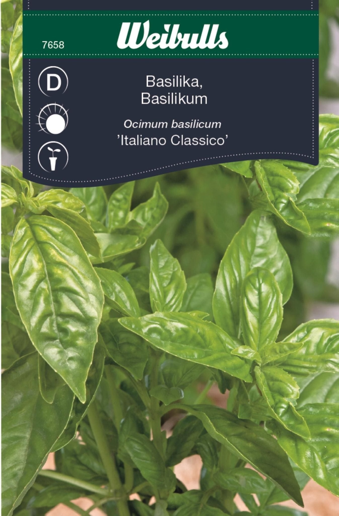Basilika italiano classic medelhav