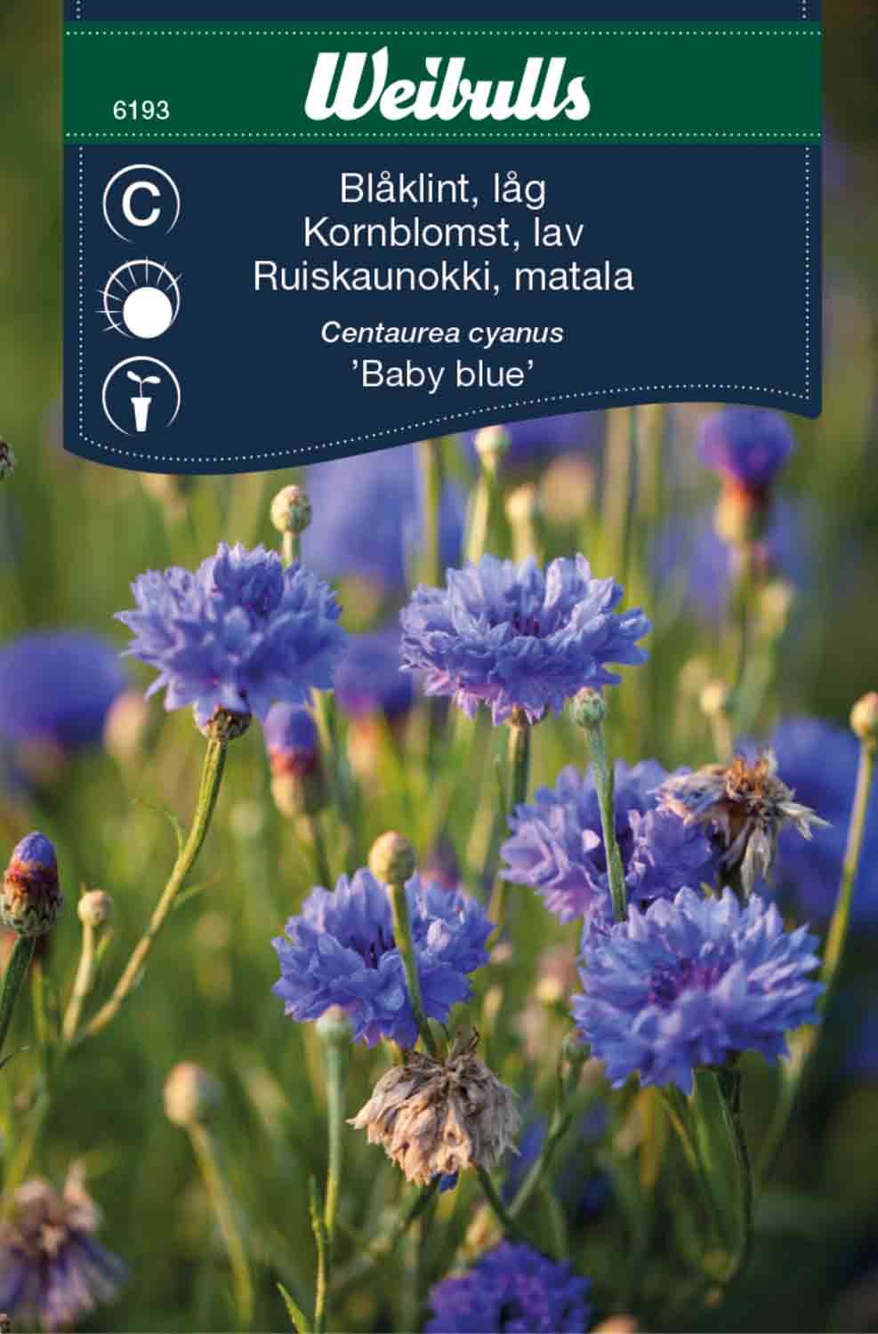 Blåklint låg