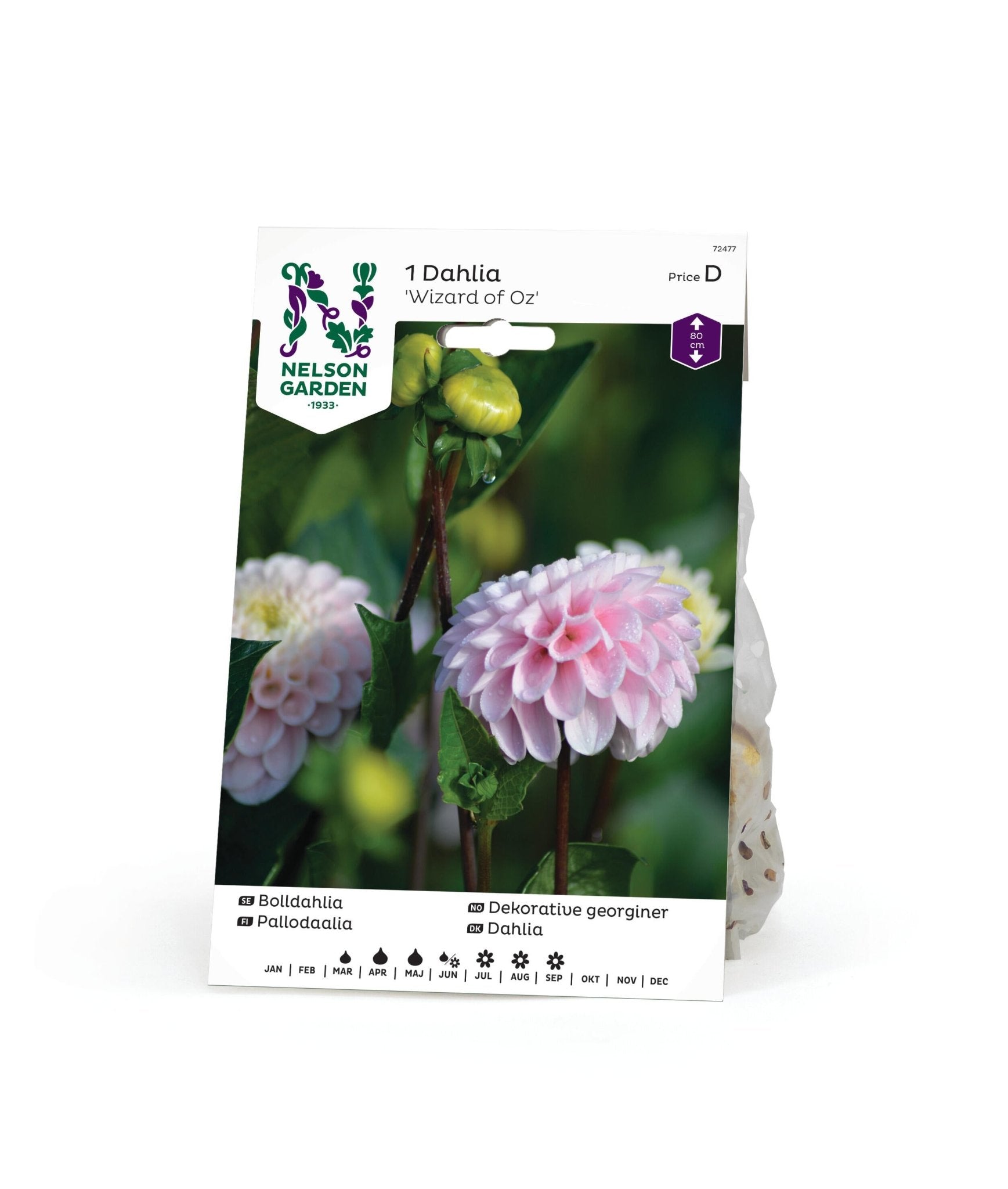 Bolldahlia