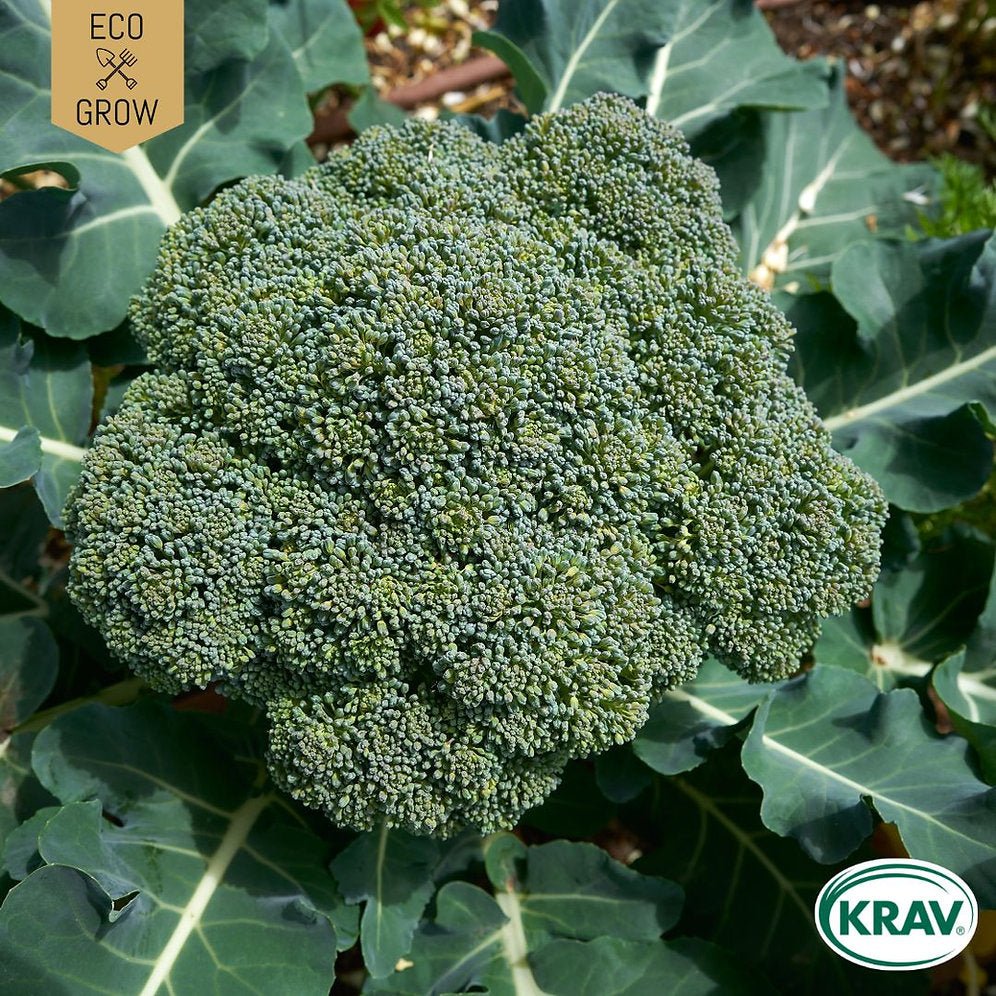 Broccoli