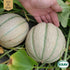 Cantaloupemelon