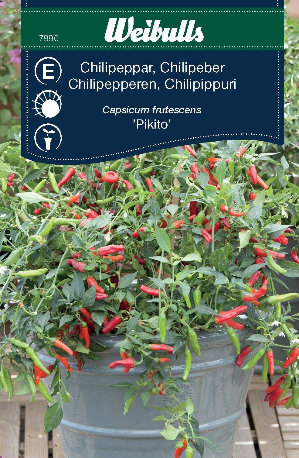 Chili