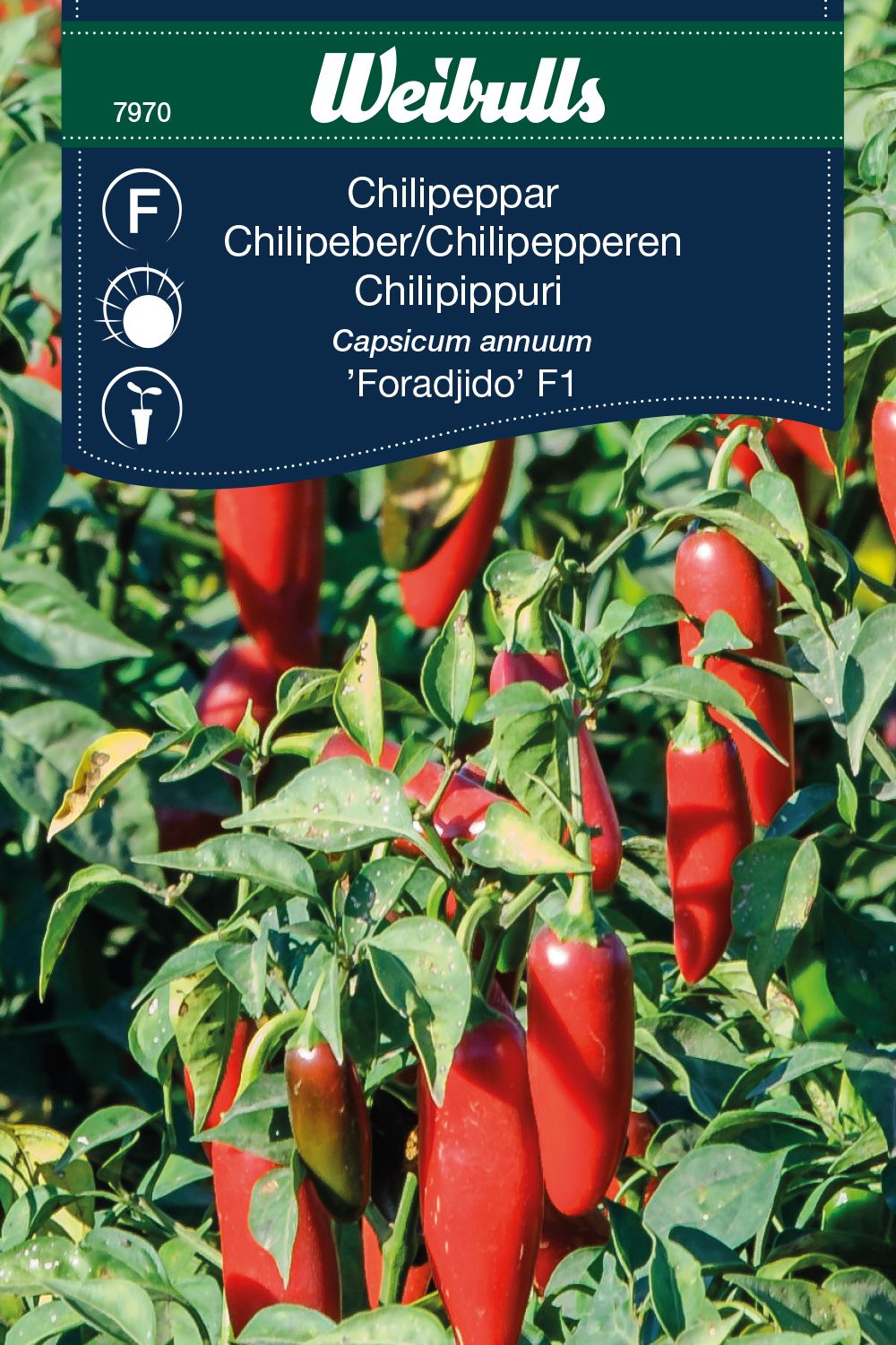 Chili, Forajido F1
