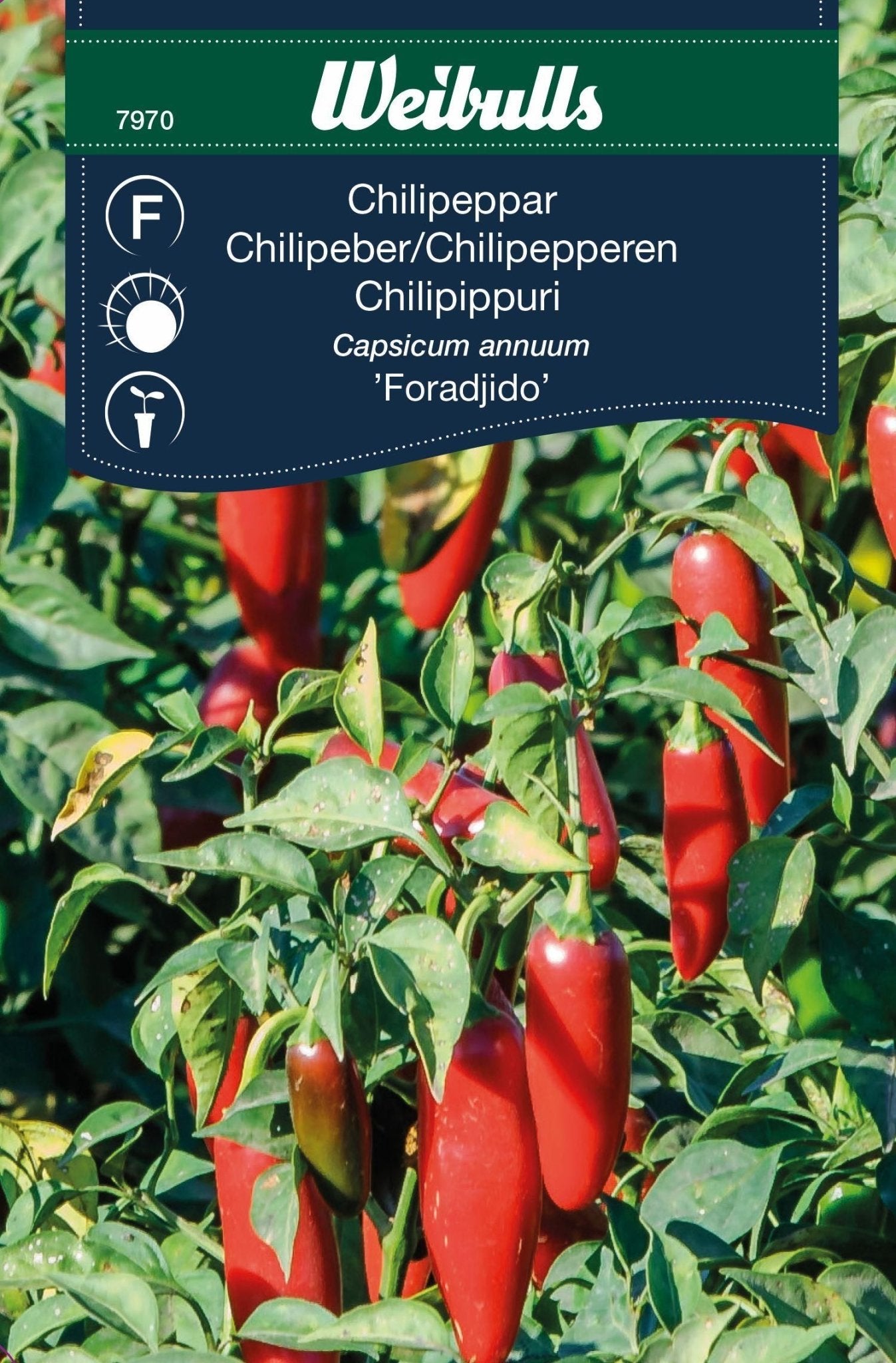 Chili, Forajido F1
